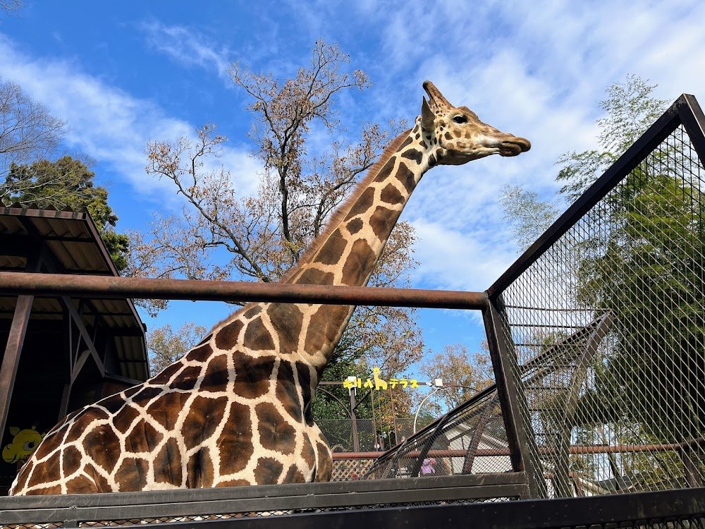 🦒 사유리 월드 (사유리 와루도) 이미지 5